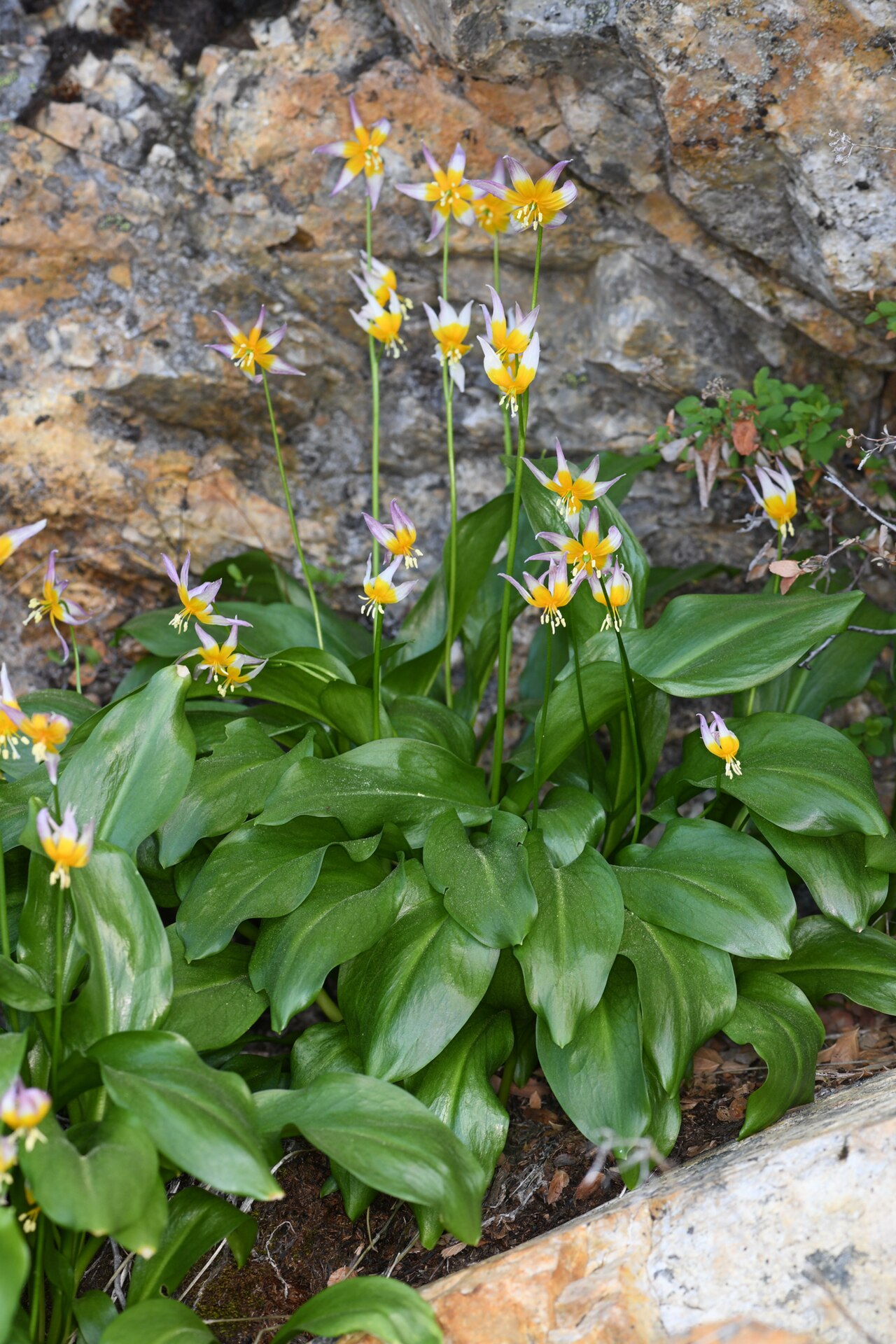 Taylor's fawnlily: Pilot ridge fawn lily ( Erythronium taylorii ) in the United States