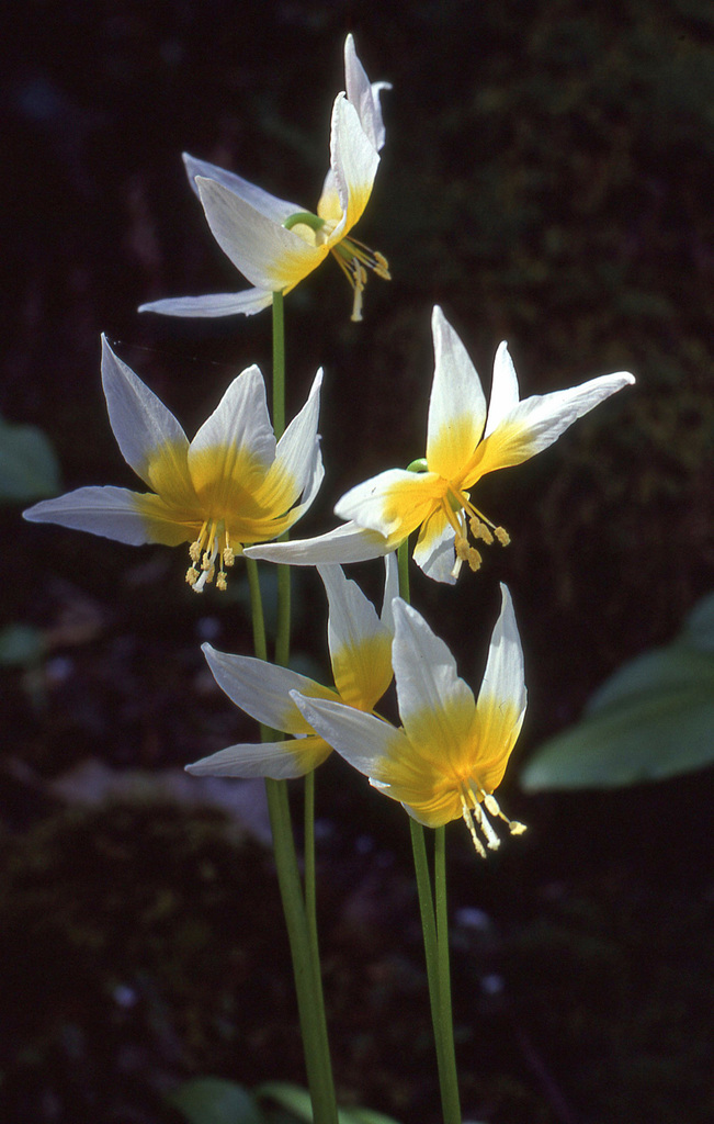 Taylor's fawnlily (Erythronium taylorii)