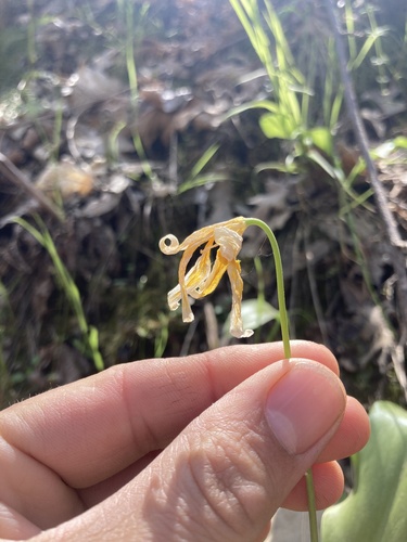 Tuolumne fawnlily (Erythronium tuolumnense)