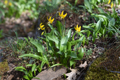 Tuolumne fawnlily (Erythronium tuolumnense)