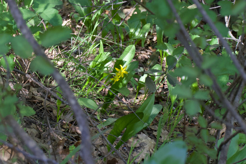 Tuolumne fawnlily (Erythronium tuolumnense)