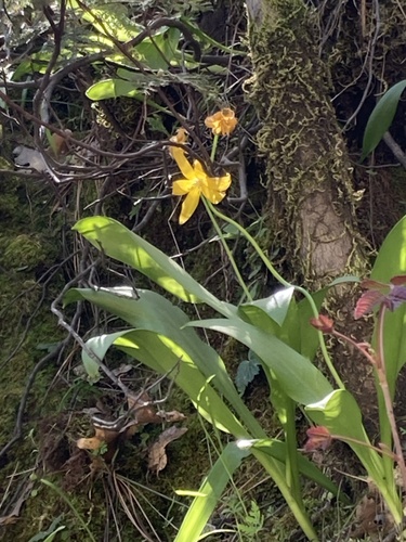 Tuolumne fawnlily (Erythronium tuolumnense)