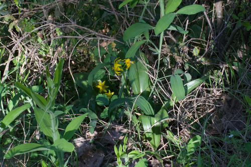 Tuolumne fawnlily (Erythronium tuolumnense)