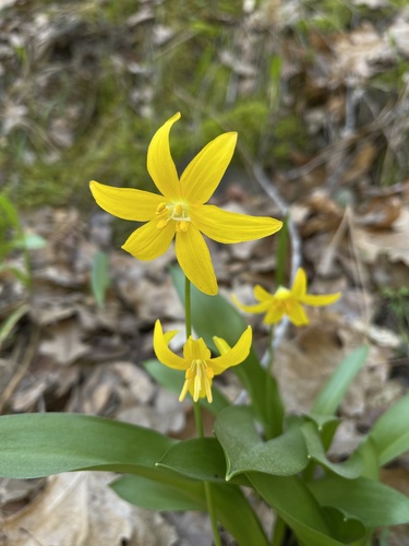 Tuolumne fawnlily (Erythronium tuolumnense)