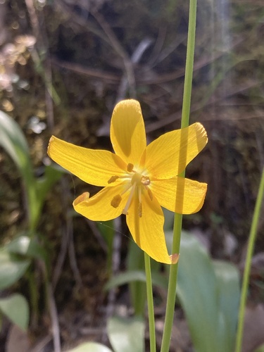 Tuolumne fawnlily (Erythronium tuolumnense)