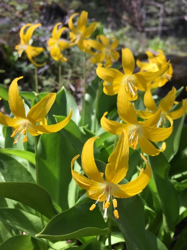 Tuolumne fawnlily (Erythronium tuolumnense)