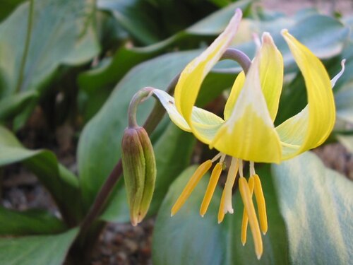Tuolumne fawnlily: Erythronium pagoda, Jardin des Plantes, Paris