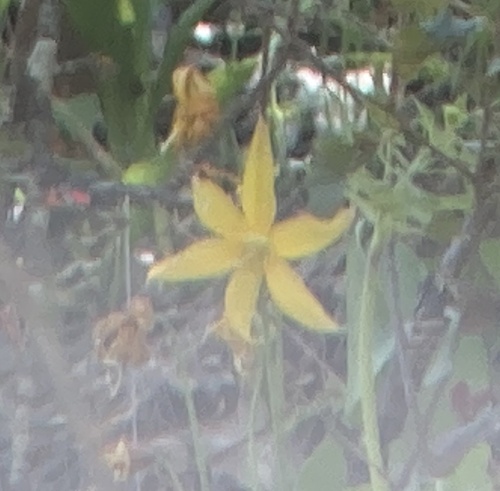 Tuolumne fawnlily (Erythronium tuolumnense)
