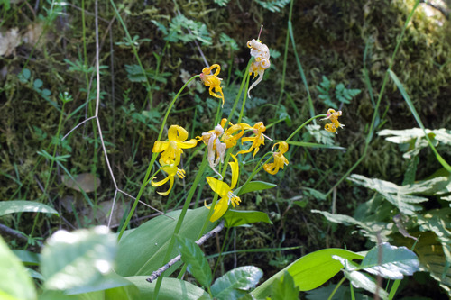 Tuolumne fawnlily (Erythronium tuolumnense)