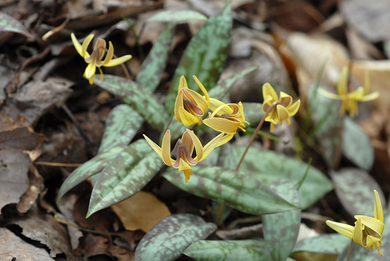 Dimpled troutlily: Erythronium umbilicatum