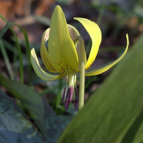 Dimpled troutlily: Erythronium umbilicatum (southern Trout-Lily) wild and in bloom in a south-central Georgia woodlot.