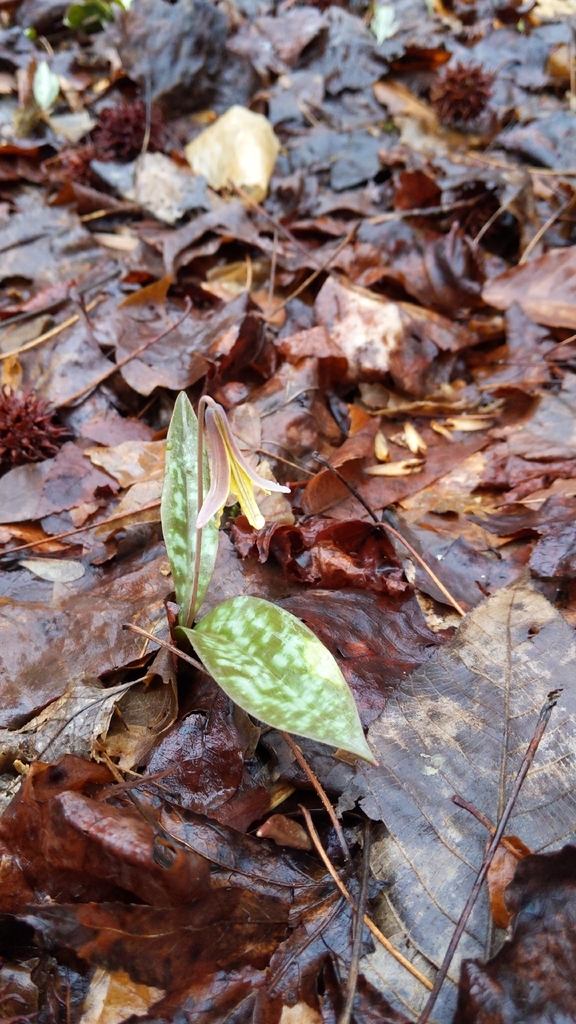 Dimpled troutlily (Erythronium umbilicatum)
