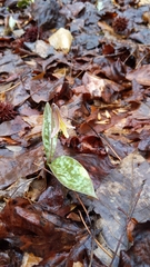 Dimpled troutlily (Erythronium umbilicatum)