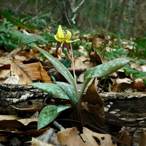 Dimpled troutlily (Erythronium umbilicatum)