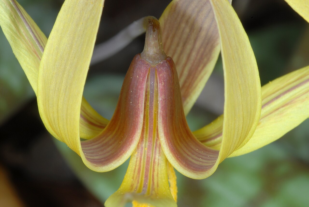 Dimpled troutlily: Erythronium umbilicatum