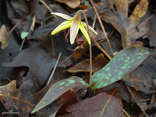 Dimpled troutlily: Erythronium umbilicatum 20100313.1 US, SC, near Augusta, Savannah River Bluffs