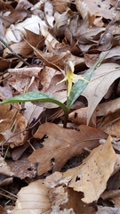 Dimpled troutlily (Erythronium umbilicatum)