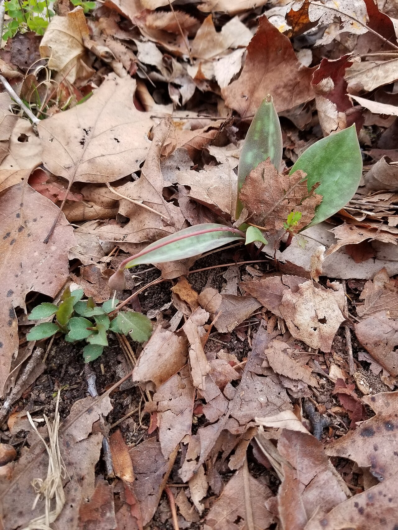 Dimpled troutlily: Erythronium umbilicatum in fruit in South Carolina. The capsule is at the end of a downward-arcing peduncle. This species typically rests its fruit on the groun