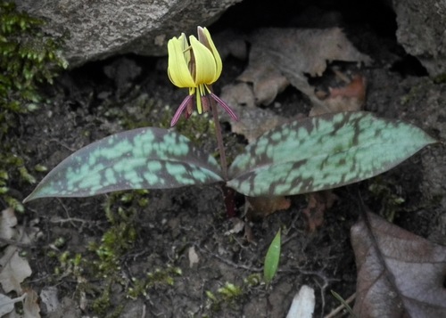 Dimpled troutlily (Erythronium umbilicatum)