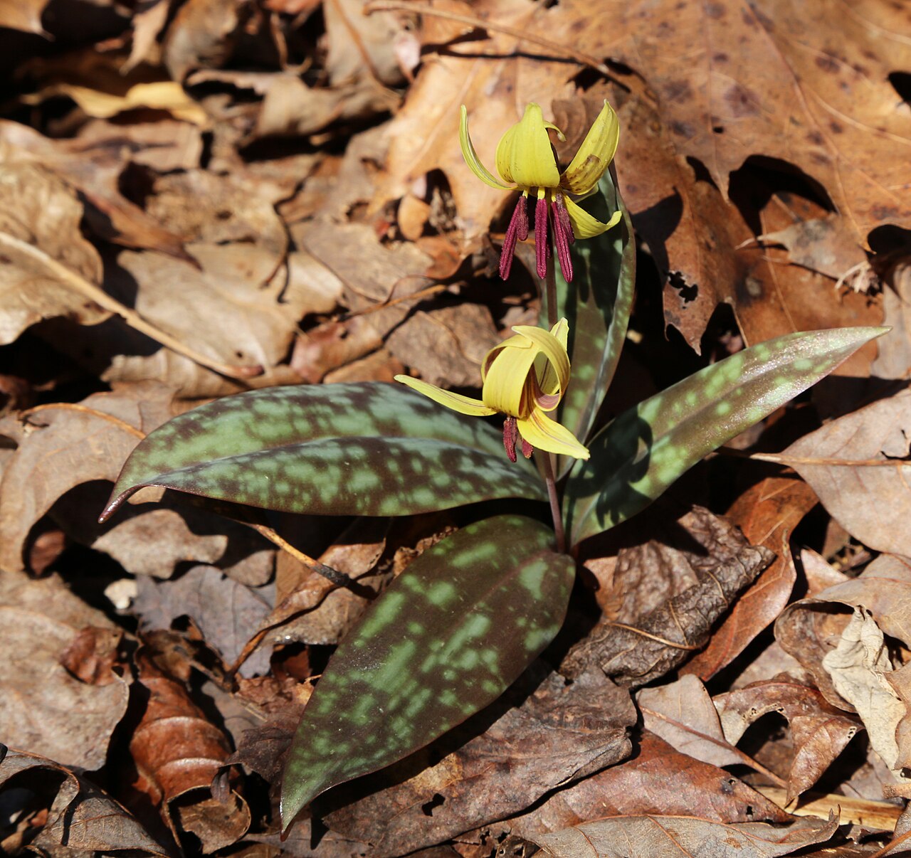 Dimpled troutlily: Two trout lilies (Erythronium americanum) blooming, on woods floor above streambank, showing the dark-red stamens, recurved yellow petals, and the characteristi