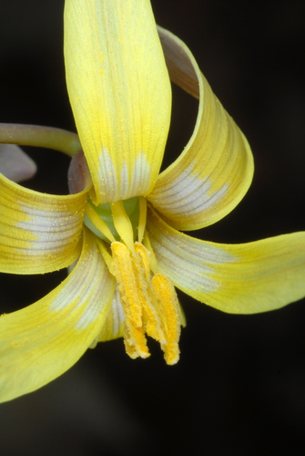 Dimpled troutlily (Erythronium umbilicatum)