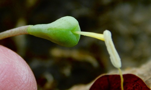 Dimpled troutlily (Erythronium umbilicatum)