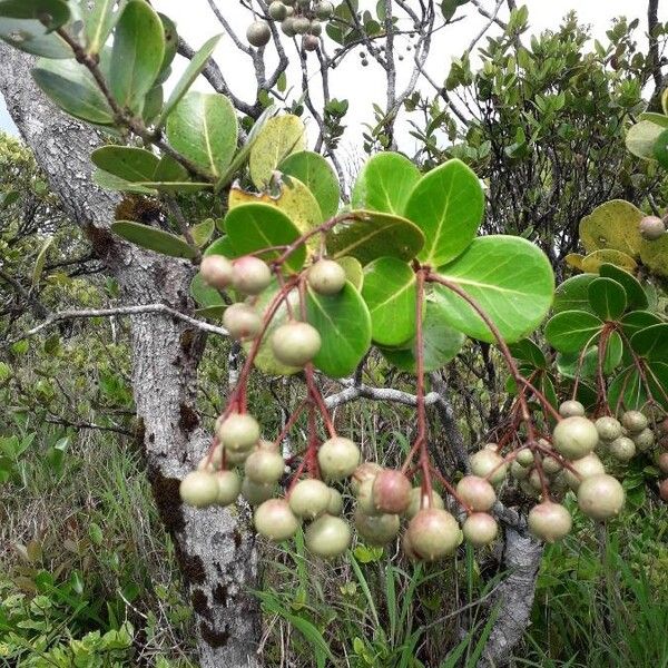 Erythrospermum coffeifolium (Erythrospermum coffeifolium)