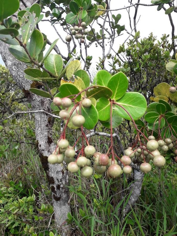 Erythrospermum monticola (Erythrospermum monticola)