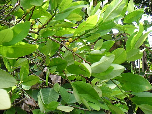 Coca (Erythroxylum coca)