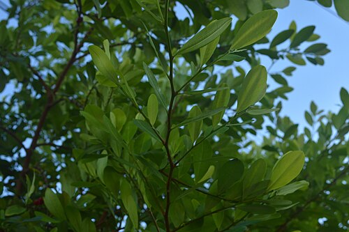 Coca: Hojas de coca (Erythroxylum coca) en Villavicencio, Meta, Colombia. Foto tomada el 2 de agosto de 2018.