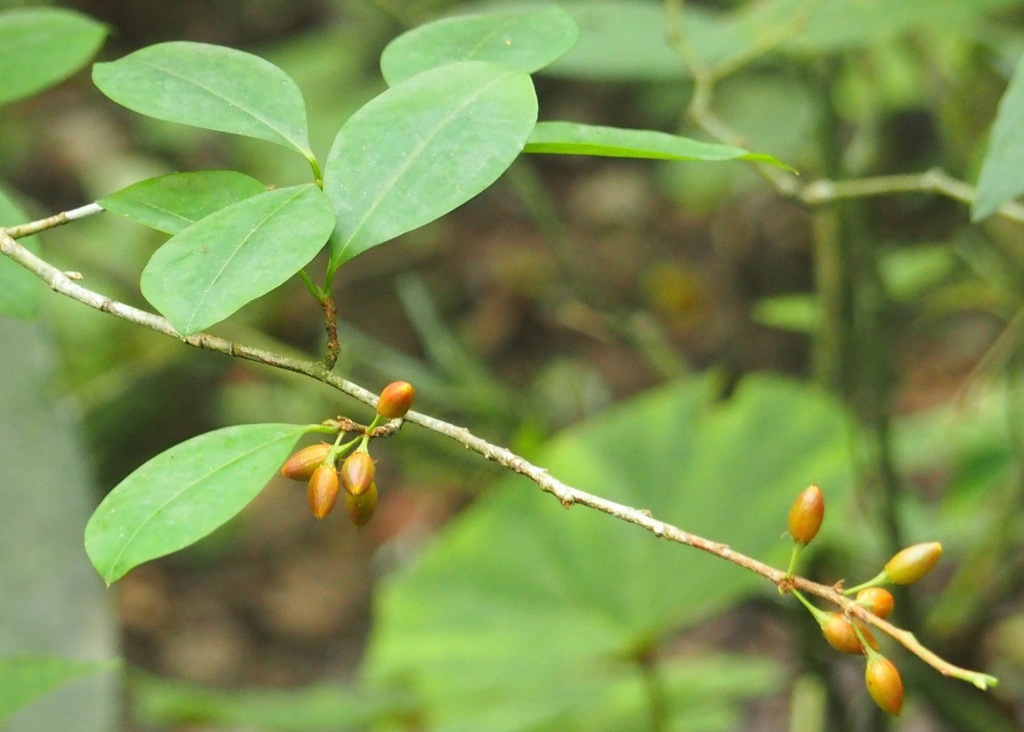 Coca (Erythroxylum coca)