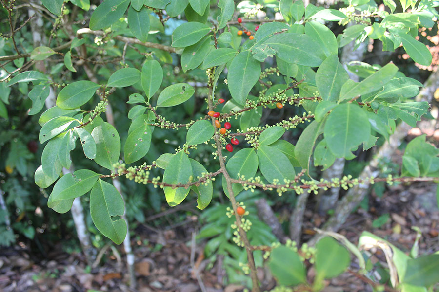 Coca: Coca (Erythroxylum coca) Hojas y frutos. Arbusto que crece de modo espontáneo en regiones tropicales y subtropicales en las vertientes orientales andinas de var