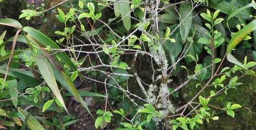 Coca (Erythroxylum coca)