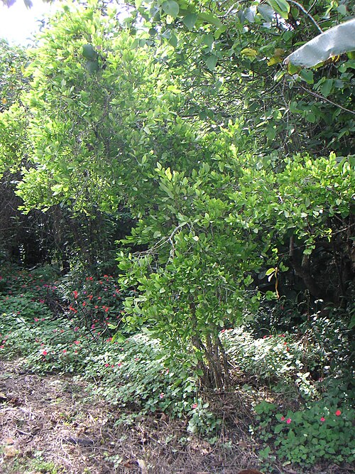 Coca (Erythroxylum coca)
