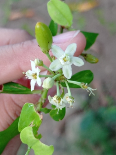 Coca (Erythroxylum coca)