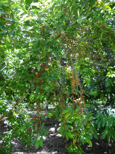 Coca (Erythroxylum coca)