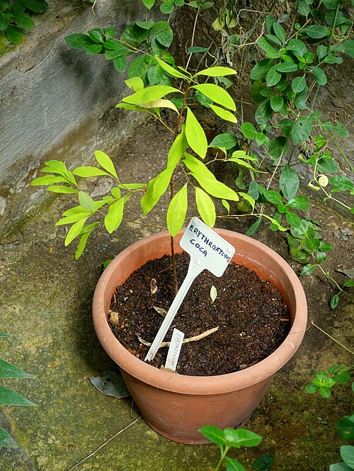Coca: Botanical specimen in the Orto botanico - Rome, Italy.