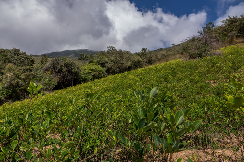 Coca (Erythroxylum coca)