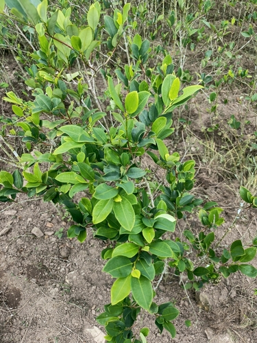 Coca (Erythroxylum coca)