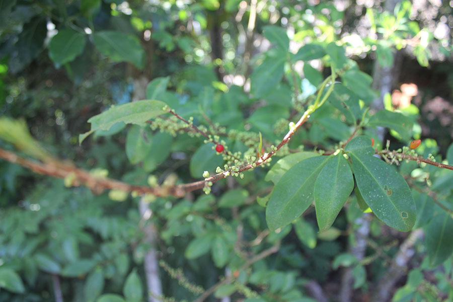Coca: Es un arbusto que crece de modo espontáneo en regiones tropicales y subtropicales en las vertientes orientales andinas de varios países sudamericanos. Tiene fru