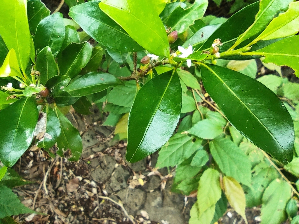 Erythroxylum lanceum (Erythroxylum lanceum)