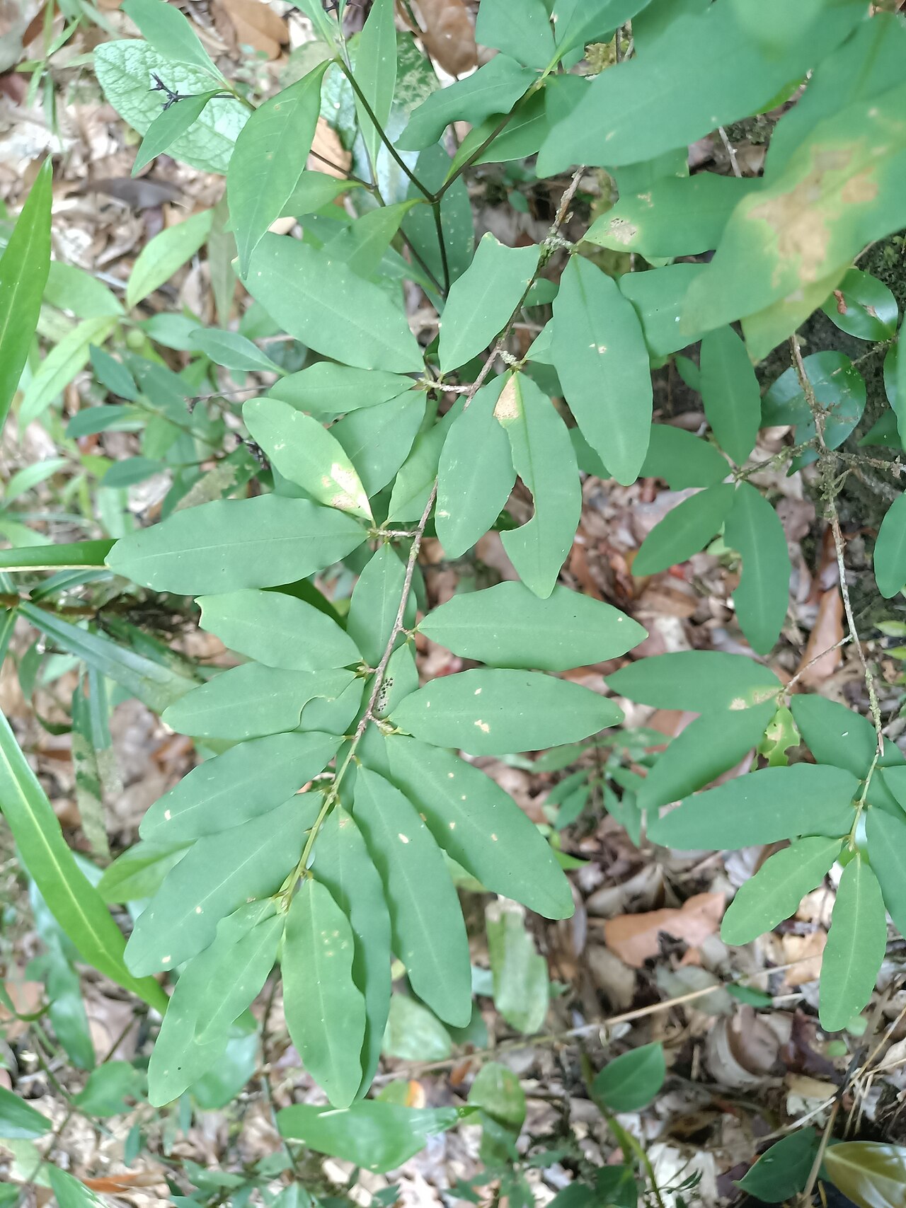 Erythroxylum ligustrinum: Erythroxylum ligustrinum. Species of plant.
