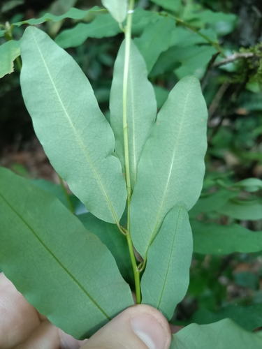 Erythroxylum ligustrinum (Erythroxylum ligustrinum)