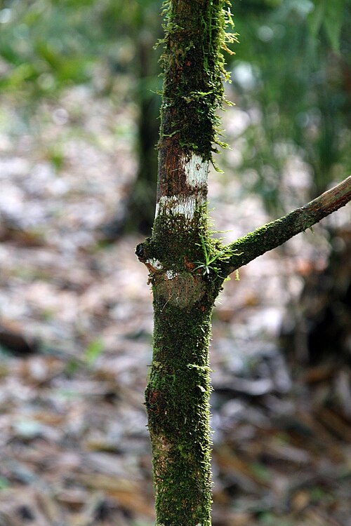 Erythroxylum macrophyllum: Location taken: Wilson Botanical Garden, Las Cruces Biological Station, Costa Rica. Names: Erythroxylum macrophyllum Cav. Classification: Plantae > Magnoliophyt