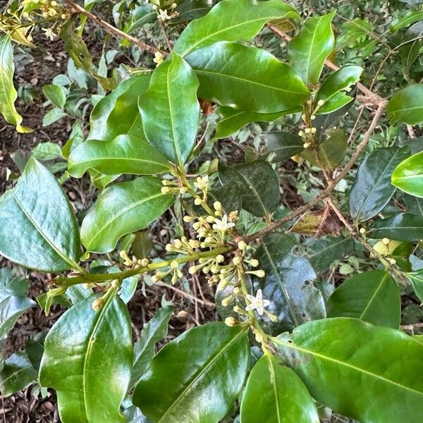 Erythroxylum macrophyllum (Erythroxylum macrophyllum)