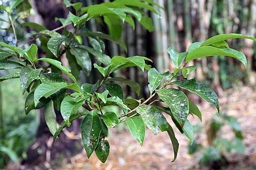 Erythroxylum macrophyllum: Location taken: Wilson Botanical Garden, Las Cruces Biological Station, Costa Rica. Names: Erythroxylum macrophyllum Cav. Classification: Plantae > Magnoliophyt