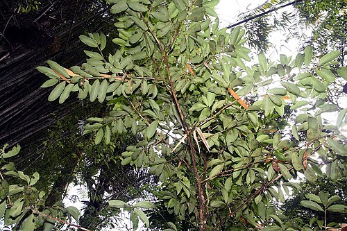 Erythroxylum macrophyllum: Location taken: Wilson Botanical Garden, Las Cruces Biological Station, Costa Rica. Names: Erythroxylum macrophyllum Cav. Classification: Plantae > Magnoliophyt