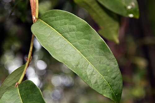 Erythroxylum macrophyllum: Location taken: Wilson Botanical Garden, Las Cruces Biological Station, Costa Rica. Names: Erythroxylum macrophyllum Cav. Classification: Plantae > Magnoliophyt