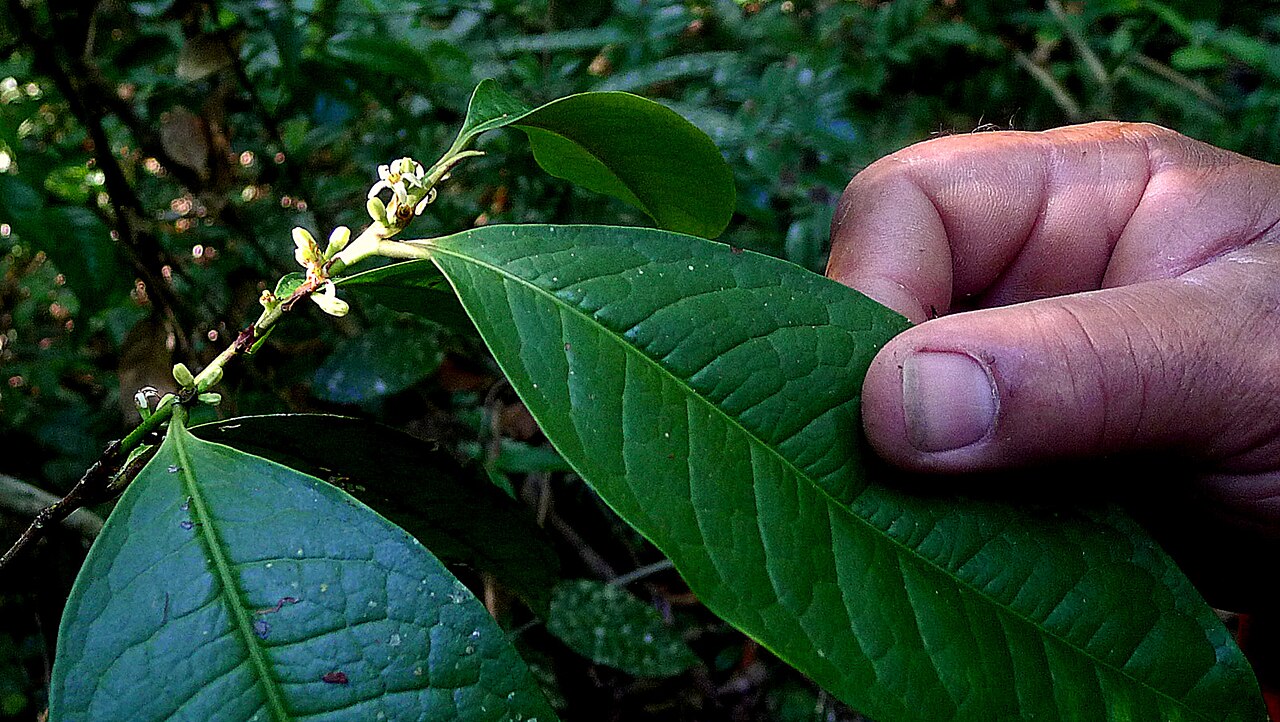 Erythroxylum martii: Erythroxylum martii Peyr.