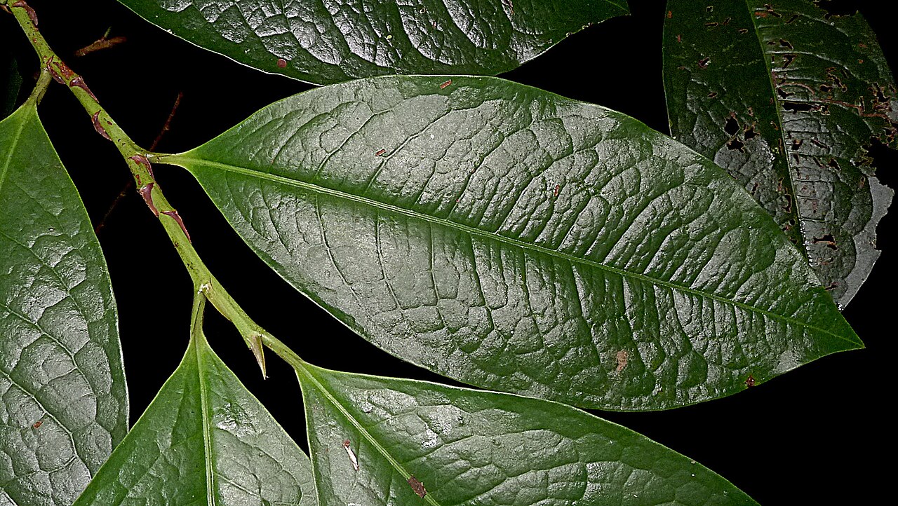 Erythroxylum martii: Erythroxylum martii Peyr.